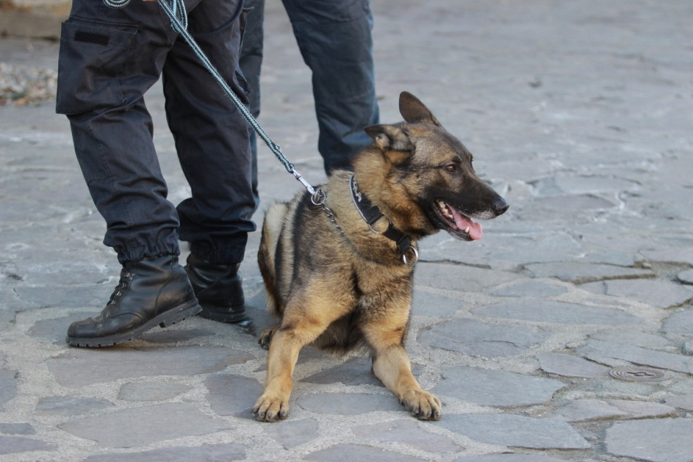 Ovako treniraju vojne pse u Kolumbiji (VIDEO)