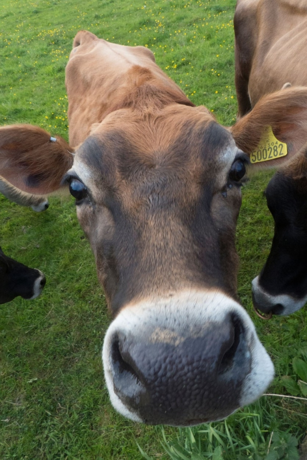 Obe glave su gledale i jezicima oblizivale njuške, obuzeo me je neopisiv strah!