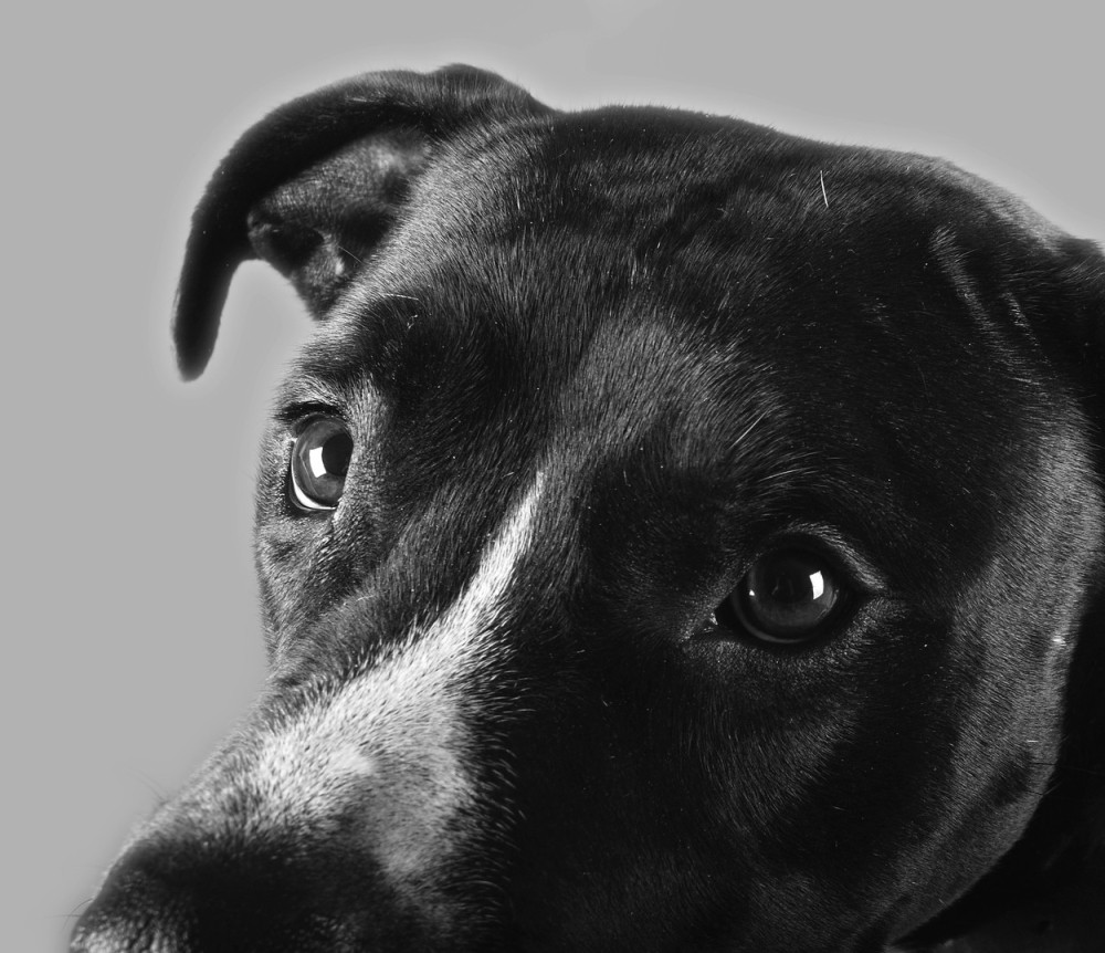 Očni crv pronađen kod psa u Beogradu