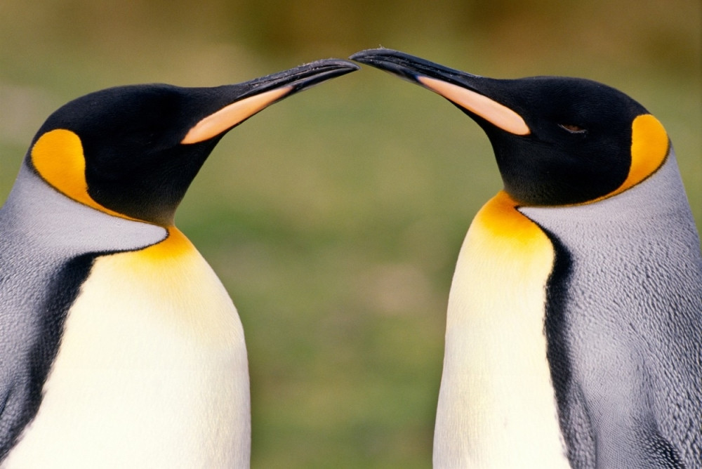 Antarktičkim kraljevskim pingvinima preti nestanak