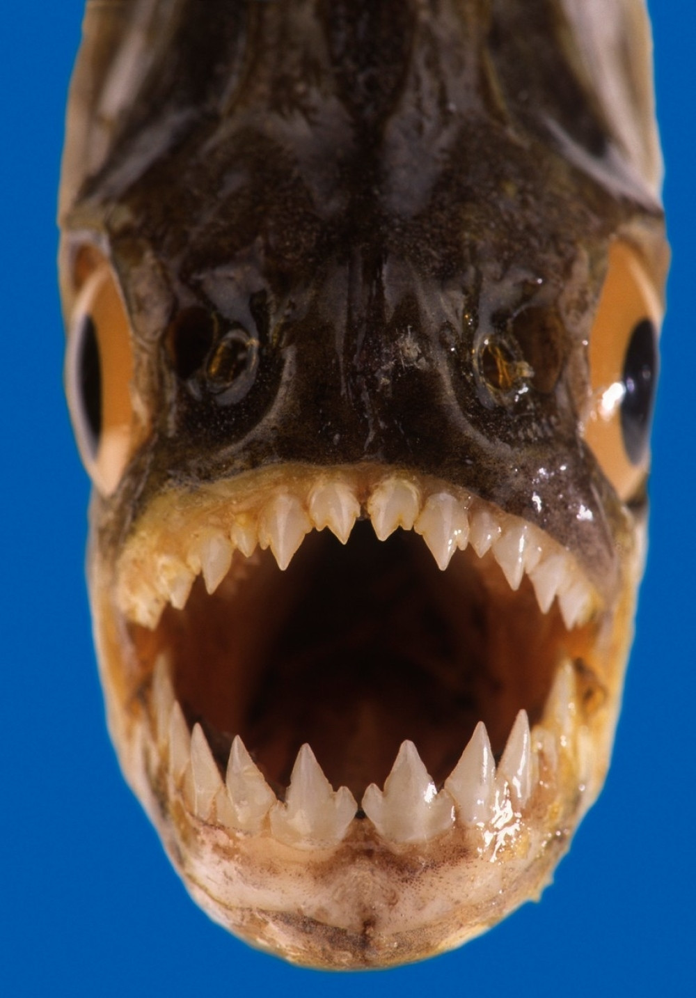 Kad pirane izgladne (VIDEO)