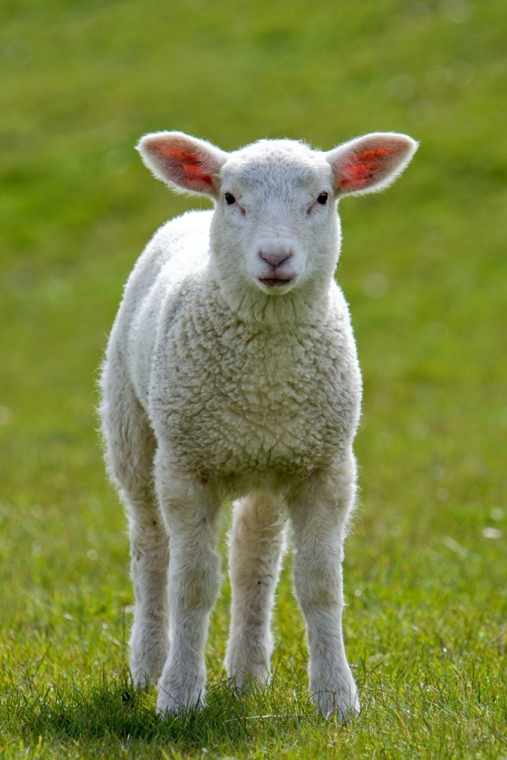 Rođeno jagnje sa dve glave