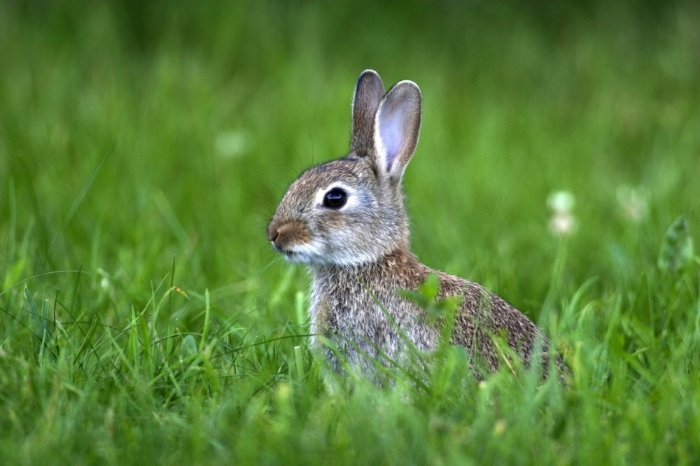 Hrabri zekan je priskočio prijatelju u nevolji kako bi mu spasio život, učinio je nešto NEVEROVATNO! (VIDEO)