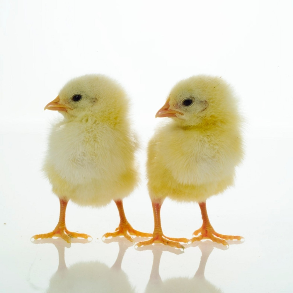 Na aerodromu  ubili 20.000 pilića da im "skrate muke"!