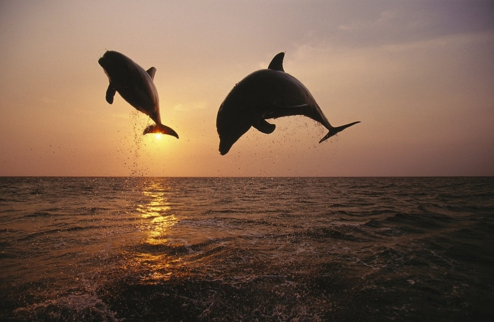 U Rumuniji ove godine nastradalo 119 delfina!