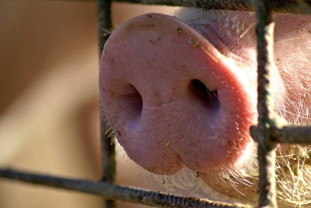 Prase spaslo jare da se ne udavi! (VIDEO)