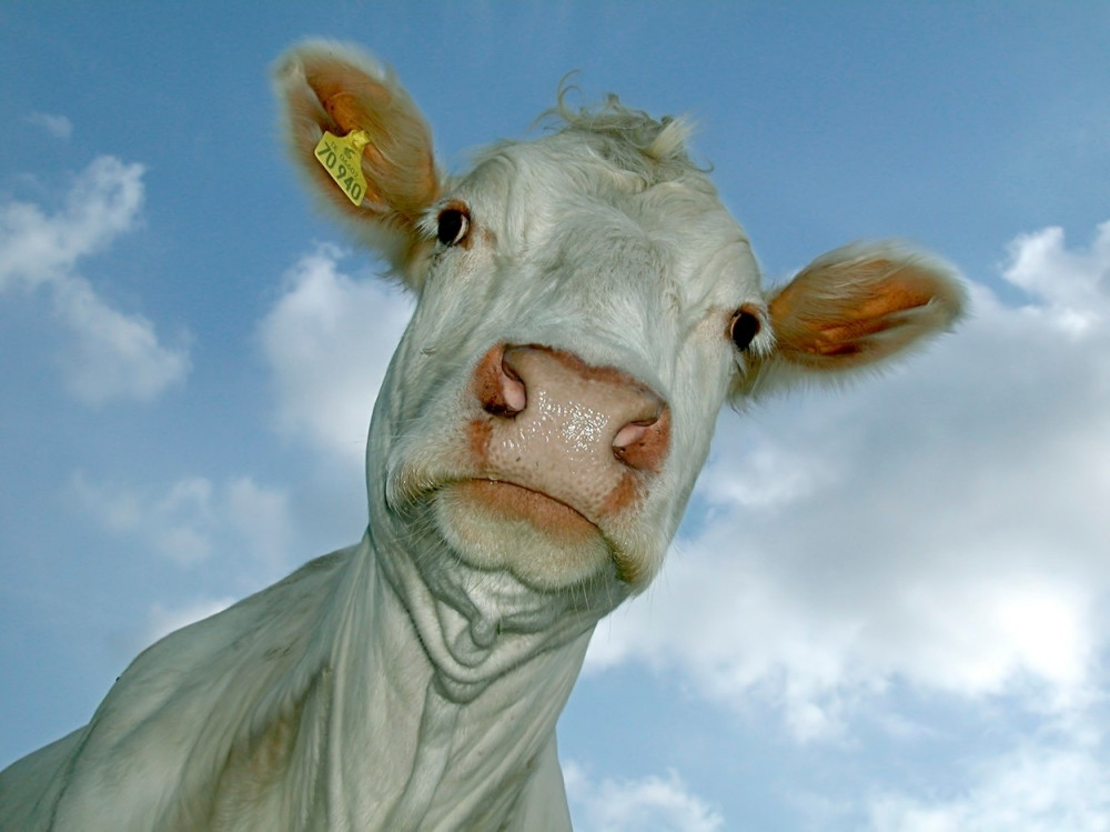 Boleština desetkovala stočni fond