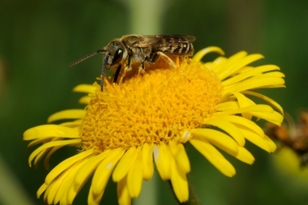 Pčele padaju mrtve širom Srbije, SKUPLJAJU IH LOPATAMA!
