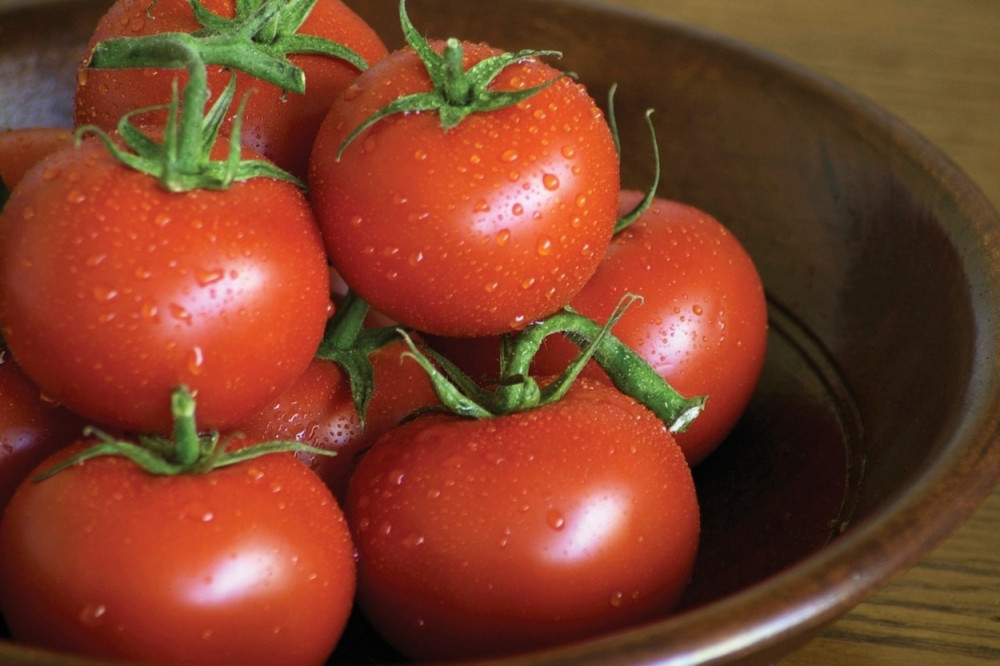 Ubili smo domaću proizvodnju, sad jedemo proklijali paradajz!