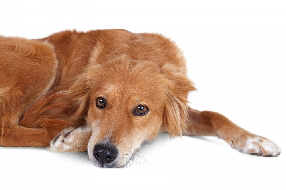 Psi svesno prave tužne poglede!