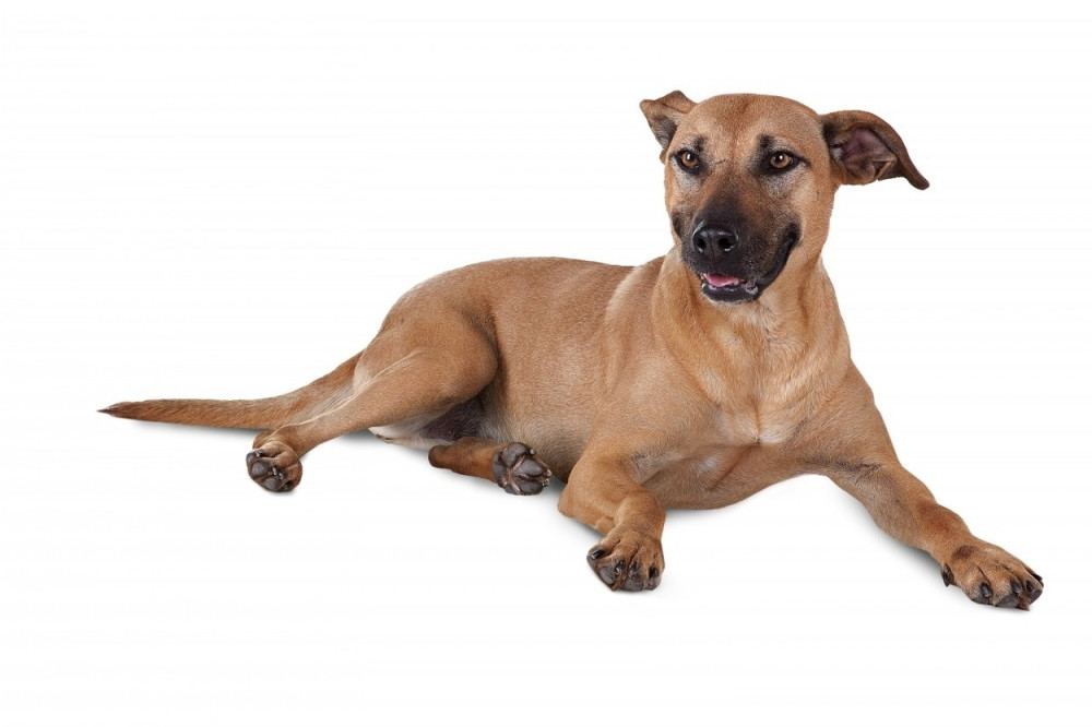 Ovako izgleda kada ljubimca ostavite u usijanom automobilu (VIDEO)