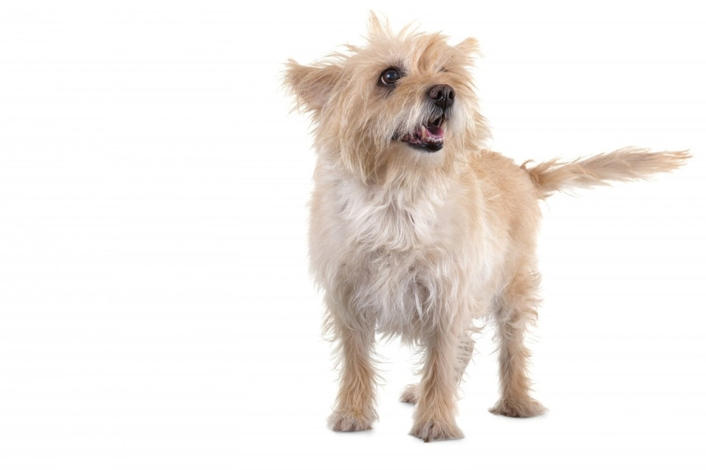 Životinje imaju supermoći!