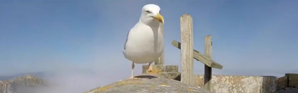 Ko hrani galebove, plaća debelu kaznu!