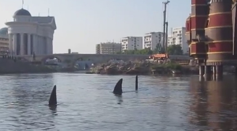 Ajkule plivaju u centru Skoplja (VIDEO)