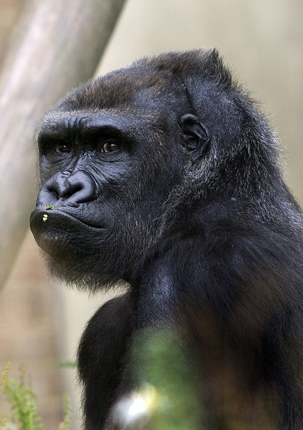 Uginula najpoznatija gorila na svetu!