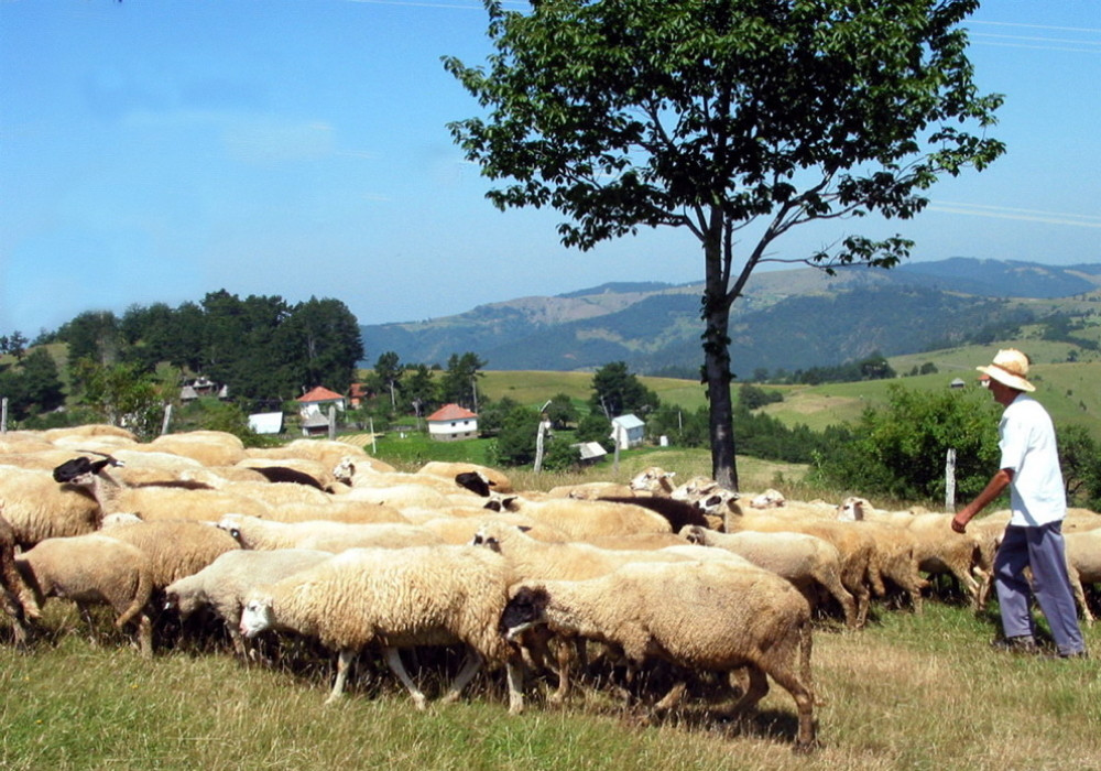 Roboti preuzimaju brigu o belim ovčicama  (VIDEO)