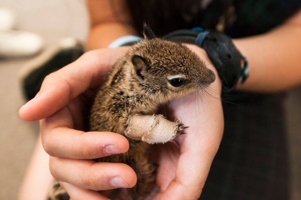 Spasio život vevericama, one mu ovako zahvaljuju