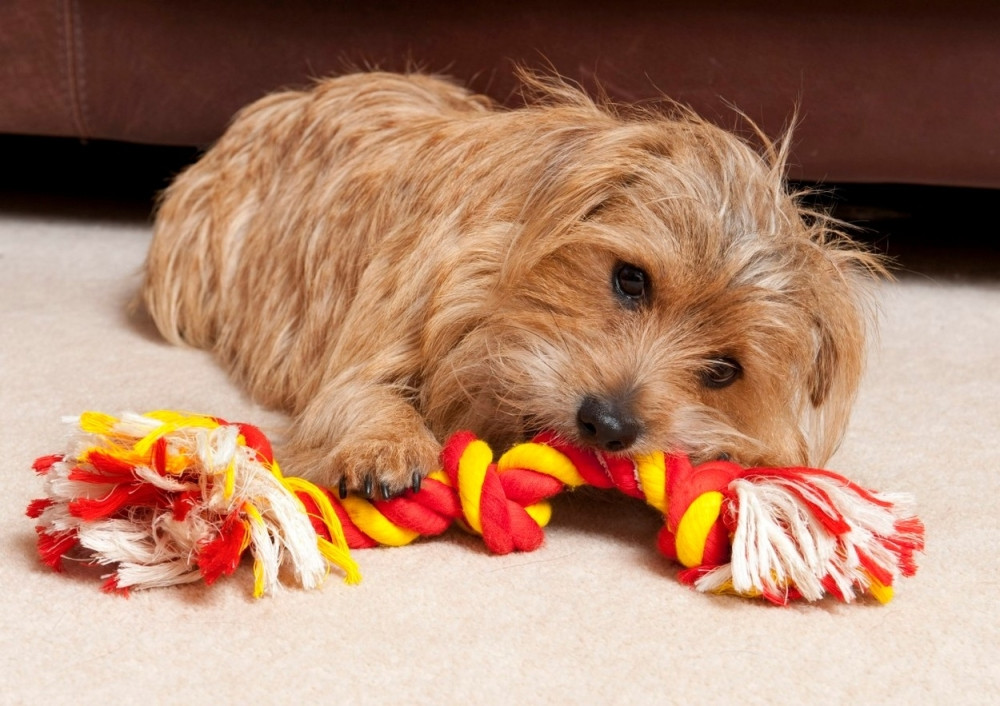 Psi i zimske cipelice, modni dodatak ili potreba?