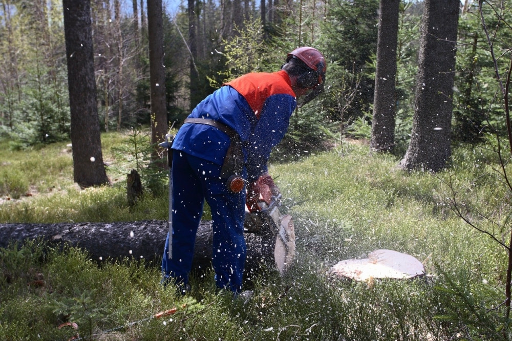 Poginuo kada je posečeno stablo prešlo preko njega!