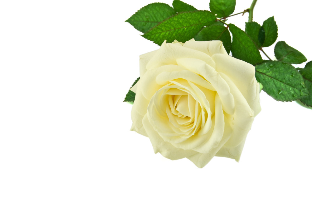 "Dame u belom" otkazale marš, ne žele provokacije