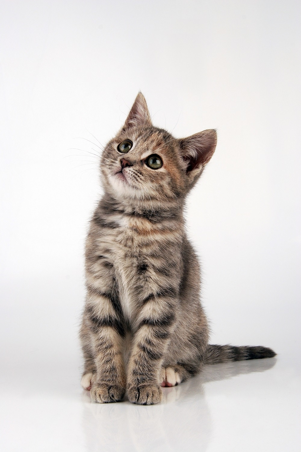 Zadavio mače pred decom koja su vrištala