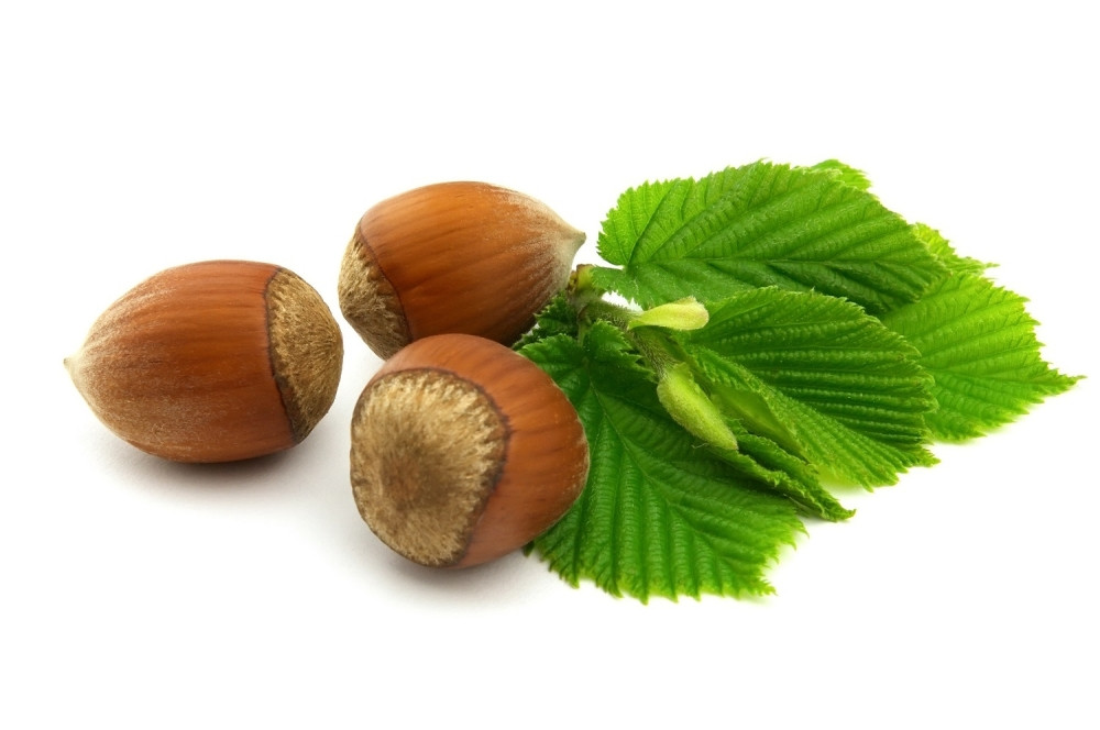 Mnogo je razloga zbog koji treba jesti lešnik