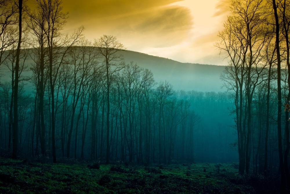 Britanac snimio životinju koju niko nije video 100 godina! (VIDEO SA LICA MESTA)