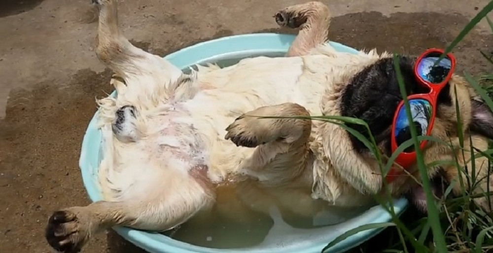 Ovako se uživa na 39 stepeni (VIDEO)