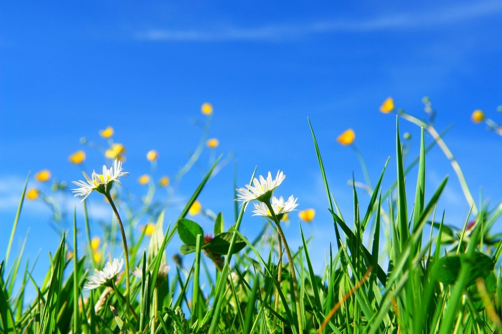 Ameri prave biljke za špijuniranje i rat protiv Rusije