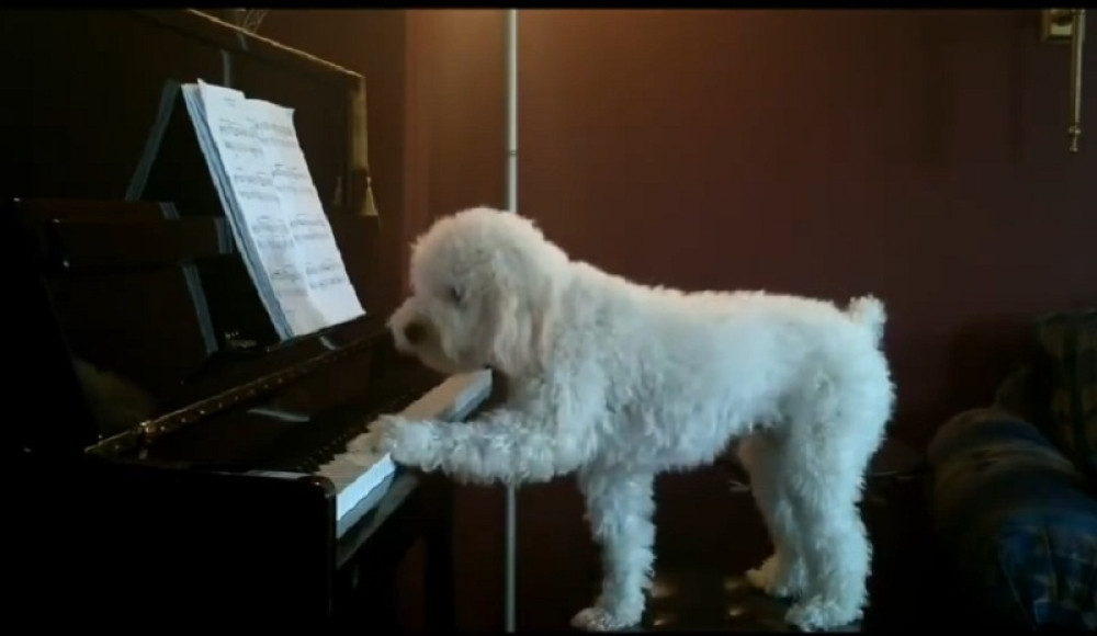 Muzikalan pas koji je oduševio internet  (VIDEO)