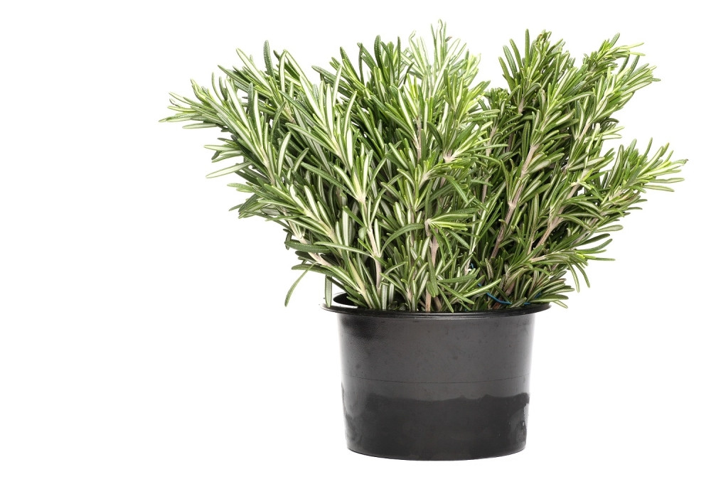 Evo zbog čega svaka kuća treba da ima ulje od ruzmarina