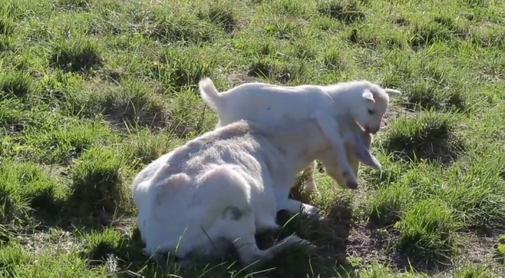 Koza kojoj se jare bukvalno penje na glavu (VIDEO)
