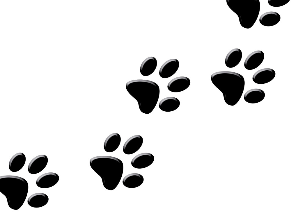 Rođeno štene "marsovske" boje (VIDEO)