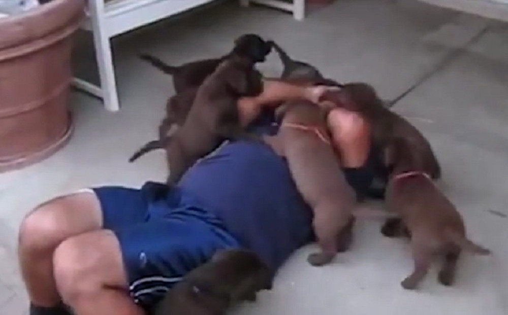 Ovako to izgleda kada vas napadne štene, dva, tri... (VIDEO)