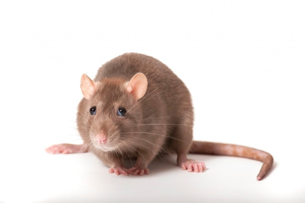 Suzbijanje glodara na teritoriji opština Sopot i Palilula