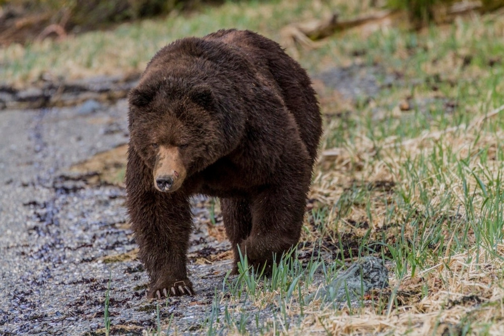 Medved napao stado, Hercegovka ga oterala
