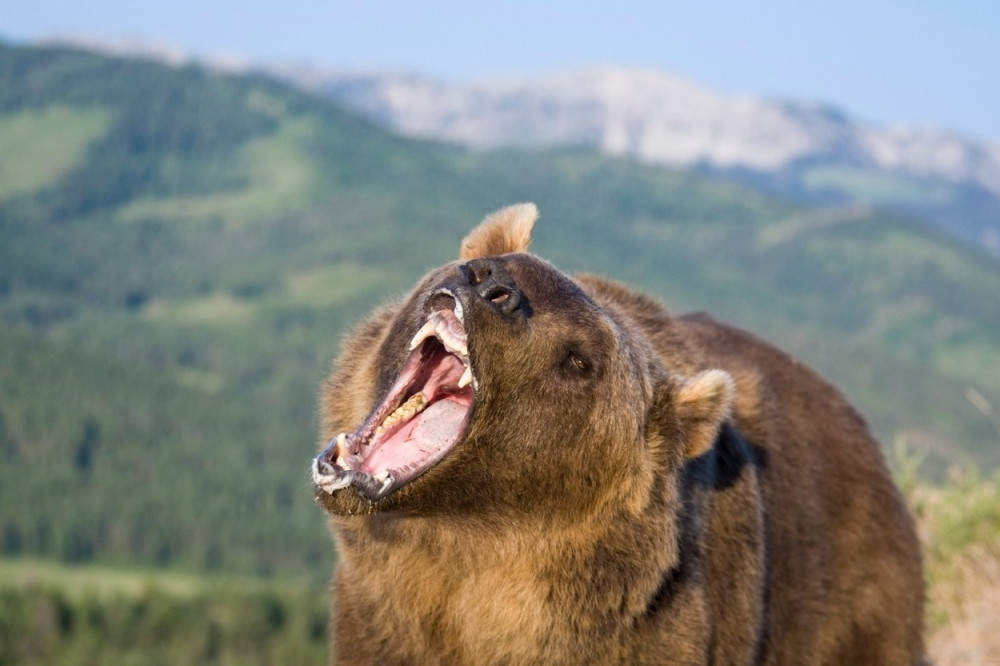 Medved jurio biciklistu po šumi! (VIDEO)