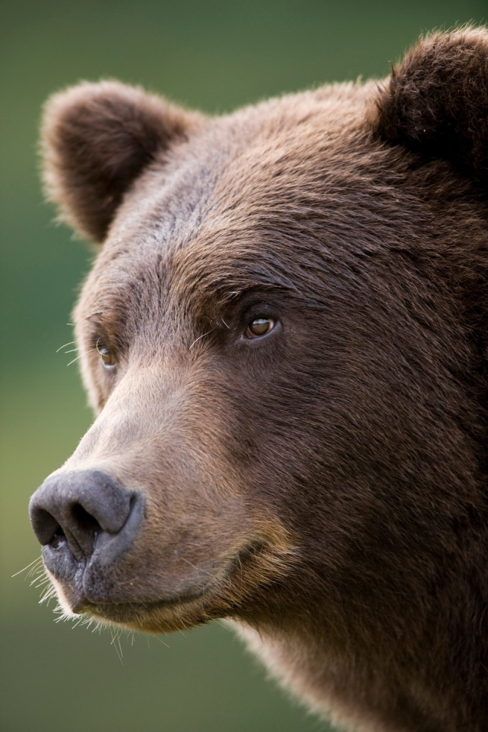 Medved ubio čuvara u ZOO parku