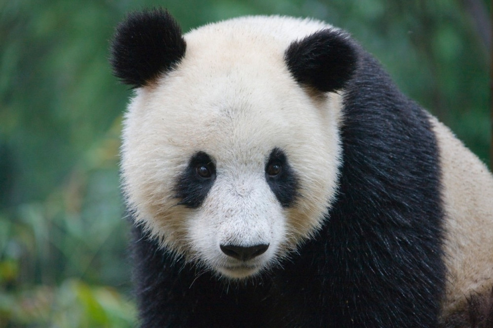 Evo šta se pravi od izmeta pande