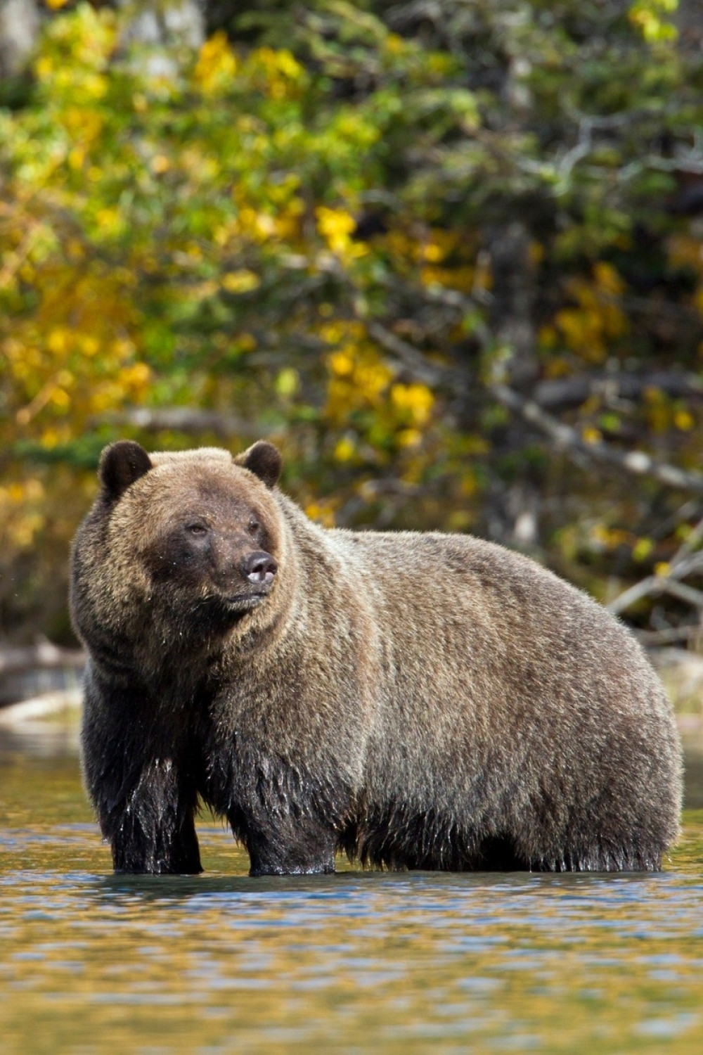 Medved ubio biciklistu