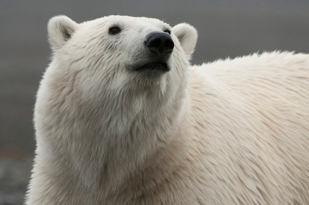 Migranti greškom upali u kamion s polarnim medvedom!