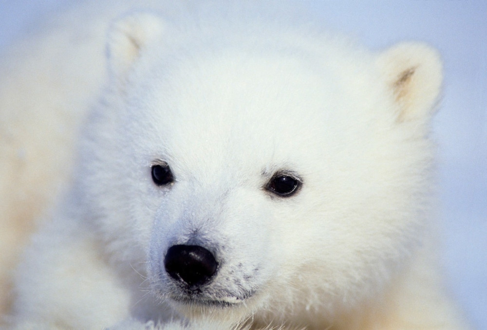 Na Severnom polu izuzetno toplo
