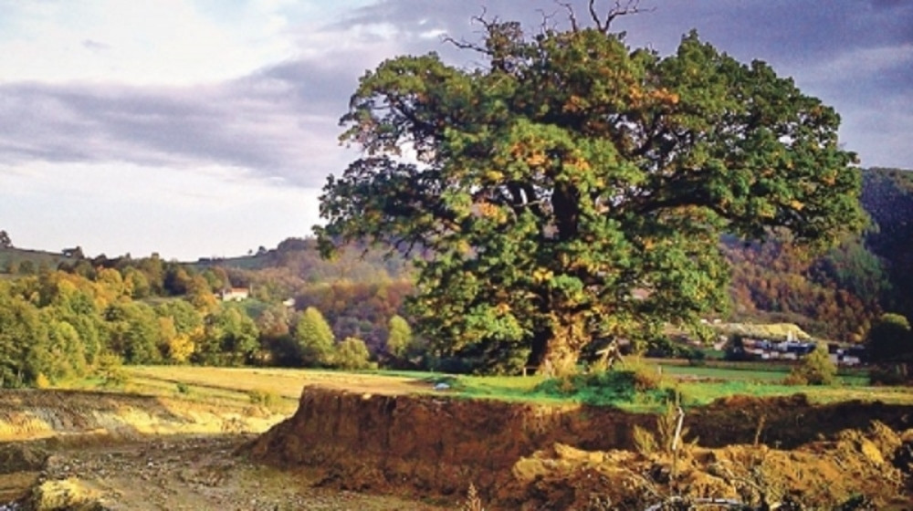 U toku noći posečen stari hrast u selu Savinac