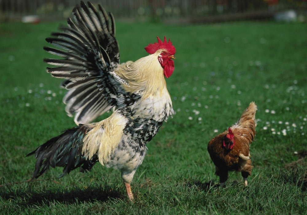 Petlovi kukuriču po redu starešinstva!