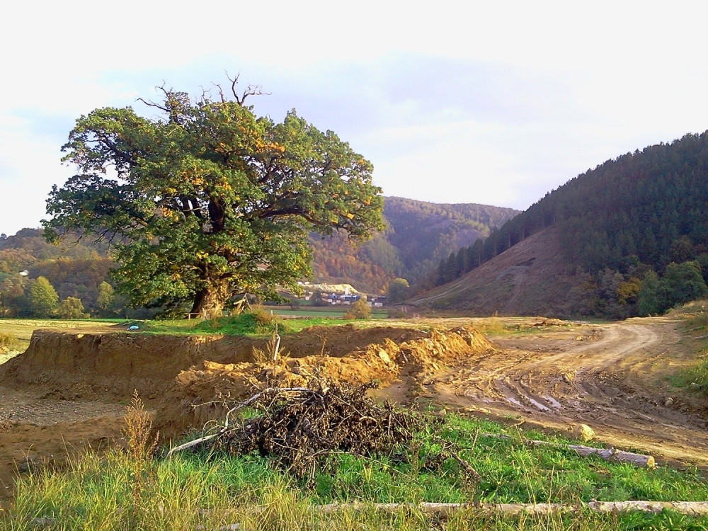 Isekao je zavetni hrast na Koridoru 11, a evo šta se desilo sa drvosečom najpoznatijeg drveta u Srbiji