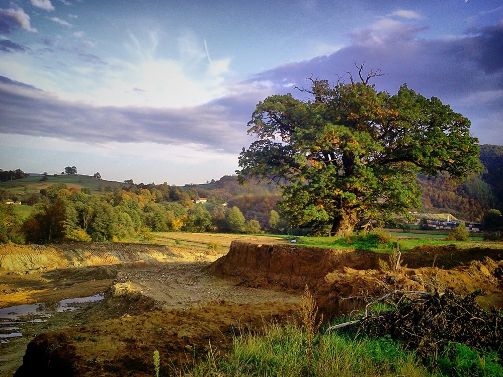 Otkrijte koji ste znak u Keltskom horoskopu i šta on govori o vama!