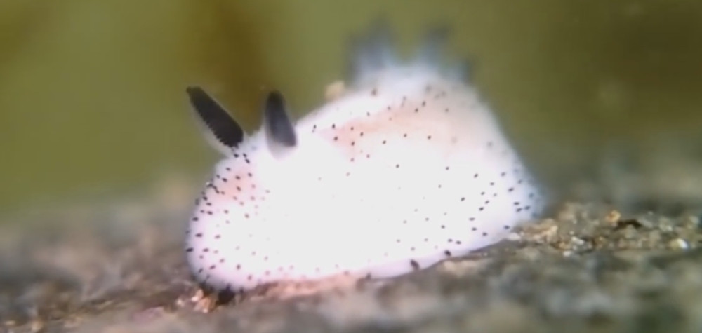 Morski zeka osvojio internet! (VIDEO)