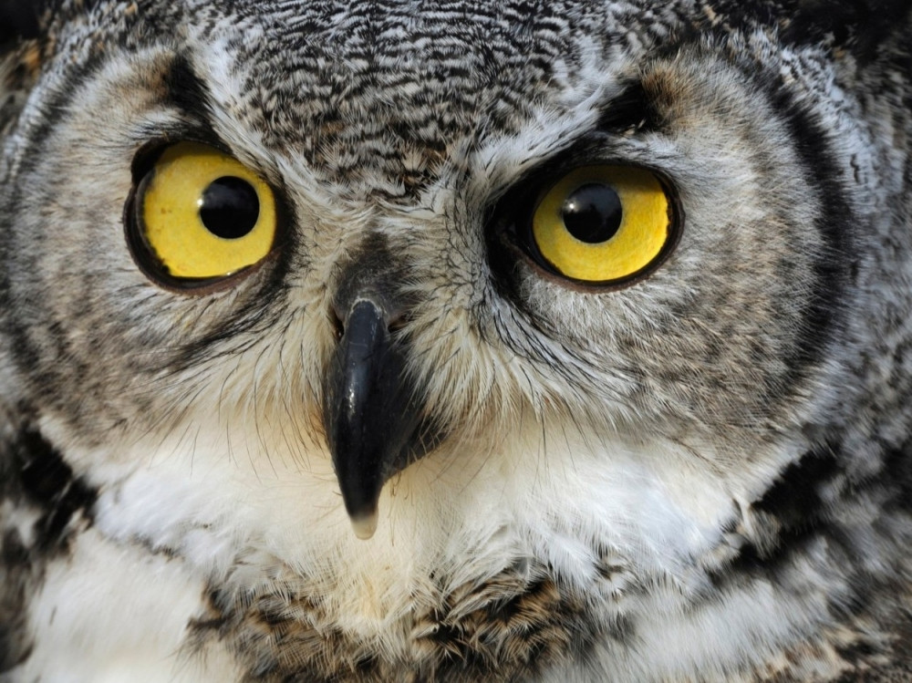 Gde su nestale sove iz Leskovca?