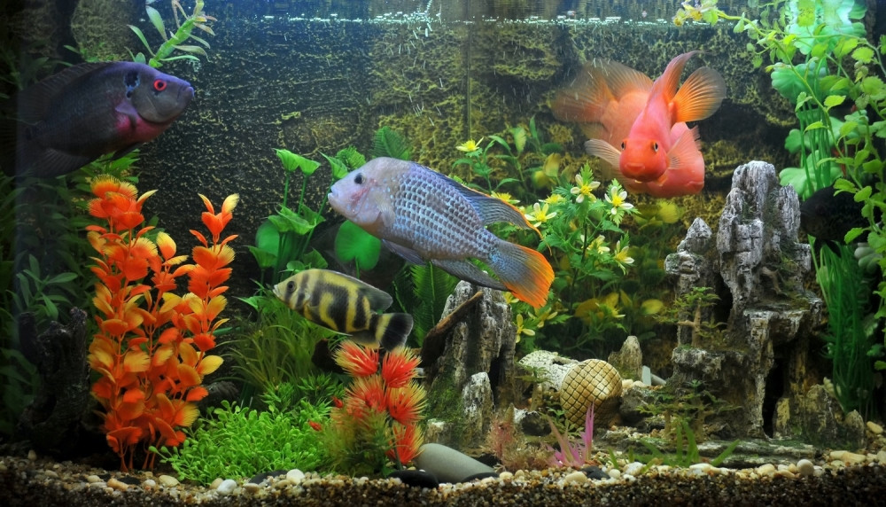 Hakeri su ukrali spisak najbogatijih igrača iz kazina i to preko njegovog akvarijuma