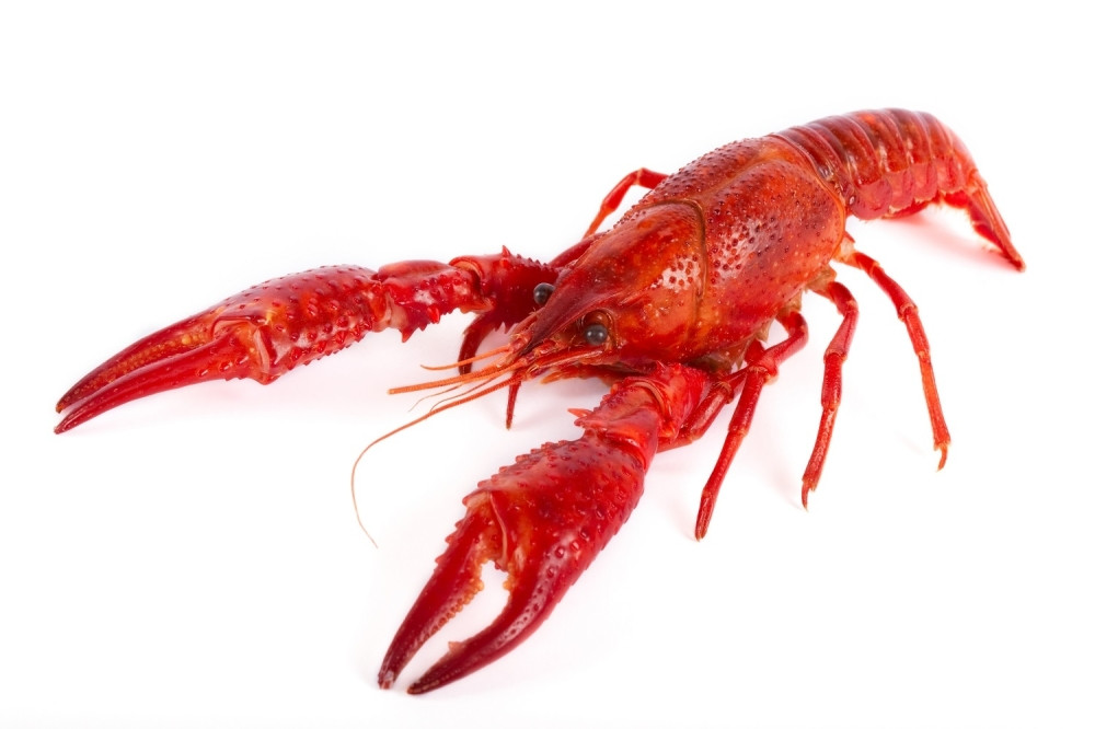 Naučnici otkrili zašto je uginulo na milione jastoga